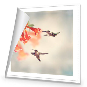 Hummingbird Hover | Classic Canvas | No Frame | Rolled Canvas