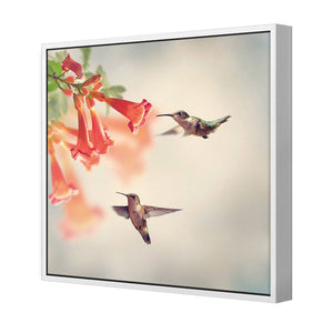 Hummingbird Hover | Classic Canvas | Floating Frame | White