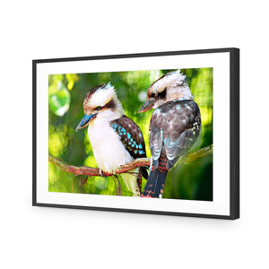 Kookaburra Pair | Standard Acrylic | Flat Frame With Border | Black