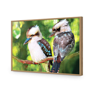Kookaburra Pair | Standard Acrylic | Flat Frame No Border | Oak