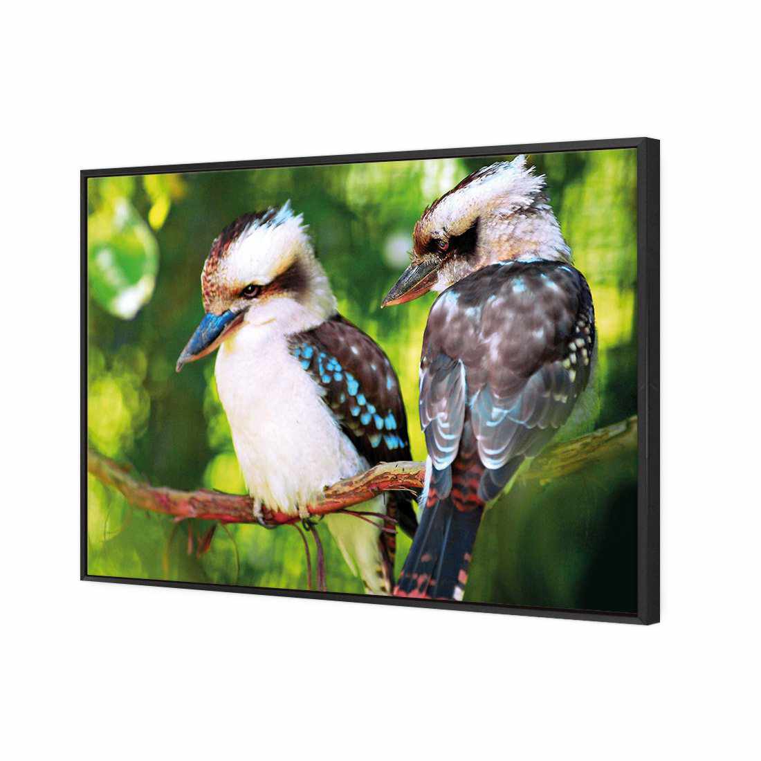 Kookaburra Pair | Classic Canvas | Floating Frame | Black