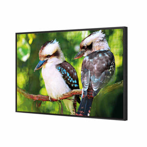 Kookaburra Pair | Standard Canvas | Floating Frame | Black
