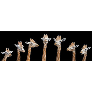 Laughing Giraffes