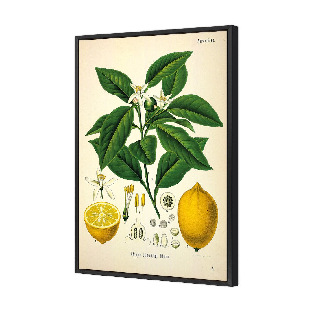 Lemon Botanical Illustration | Wall Art Designs