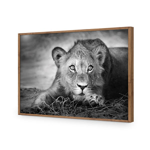 Lion Cub | Classic Acrylic | Flat Frame No Border | Natural