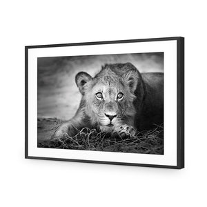 Lion Cub | Classic Acrylic | Flat Frame With Border | Black