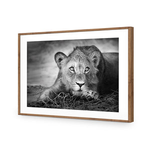 Lion Cub | Classic Acrylic | Flat Frame With Border | Natural