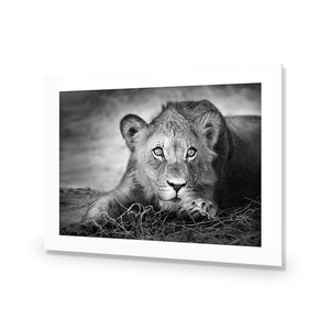 Lion Cub | Classic Acrylic | No Frame With Border