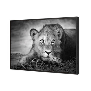 Lion Cub | Classic Canvas | Floating Frame | Black