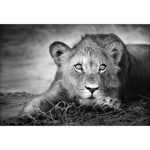 Lion Cub | Classic Canvas | No Frame | Stretched Canvas