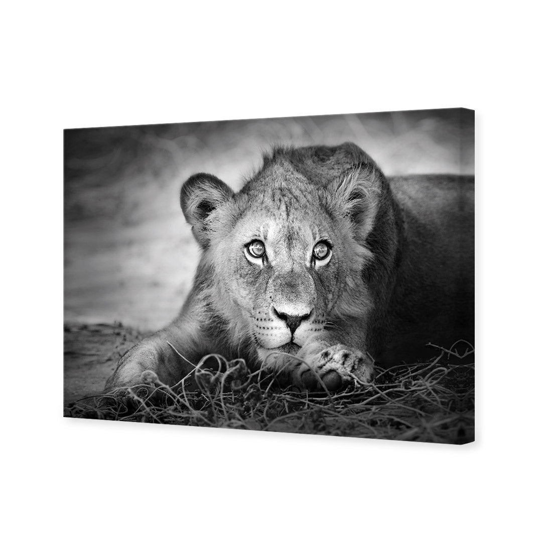 Lion Cub | Classic Canvas | No Frame | Stretched Canvas