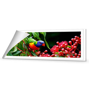 Lorikeet On Red Gum, Long | Standard Canvas | No Frame | Rolled Canvas