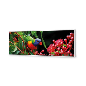 Lorikeet On Red Gum, Long | Standard Canvas | Floating Frame | White