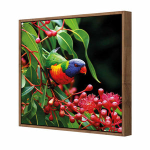 Lorikeet On Red Gum, Square | Standard Canvas | Floating Frame | Natural