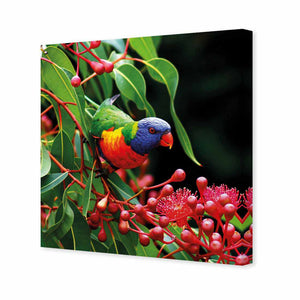 Lorikeet On Red Gum, Square | Standard Canvas | No Frame | Stretched Canvas