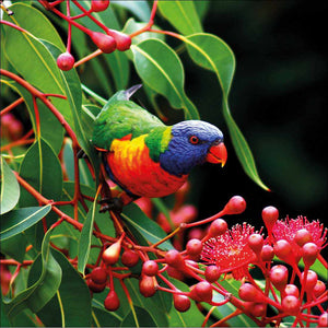 Lorikeet On Red Gum, Square