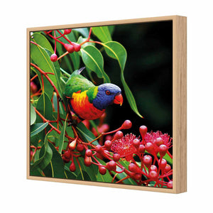 Lorikeet On Red Gum, Square | Standard Canvas | Floating Frame | Oak