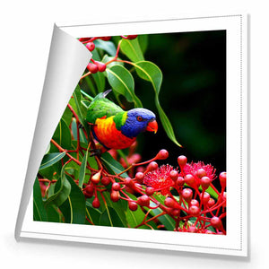 Lorikeet On Red Gum, Square | Standard Canvas | No Frame | Rolled Canvas