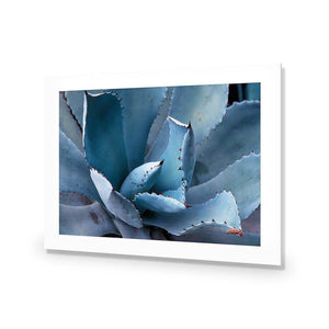 Mexican Succulent | Classic Acrylic | No Frame With Border