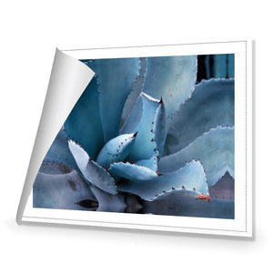 Mexican Succulent | Classic Canvas | No Frame | Rolled Canvas