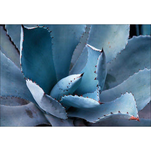 Mexican Succulent | Classic Canvas | No Frame | Stretched Canvas