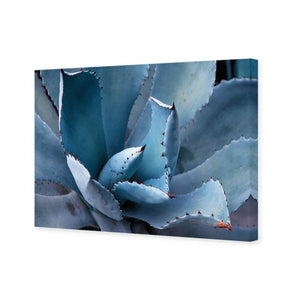 Mexican Succulent | Classic Canvas | No Frame | Stretched Canvas
