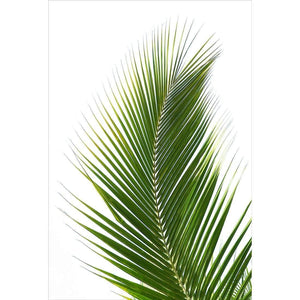 Palm Frond | Classic Canvas | No Frame | Stretched Canvas