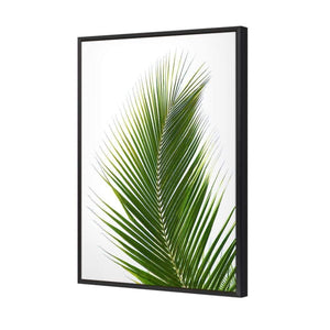 Palm Frond | Classic Canvas | No Frame | Stretched Canvas