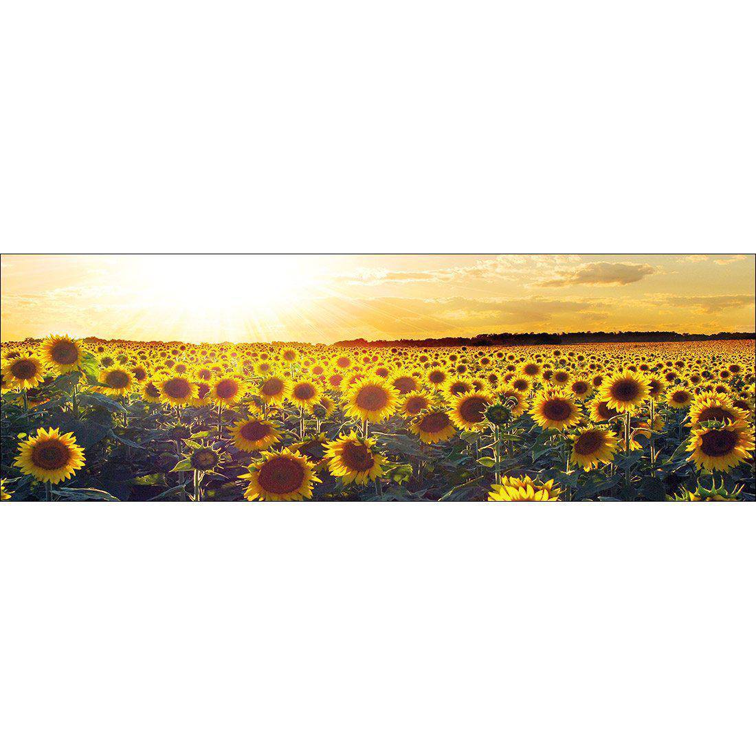 Sunflowers At Sunset Canvas Art-Canvas-Wall Art Designs-60x20cm-Canvas - No Frame-Wall Art Designs