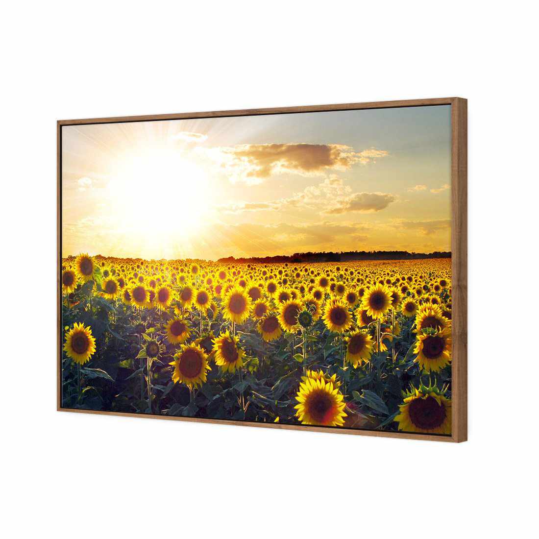 Sunflowers At Sunset Canvas Art-Canvas-Wall Art Designs-45x30cm-Canvas - Natural Frame-Wall Art Designs