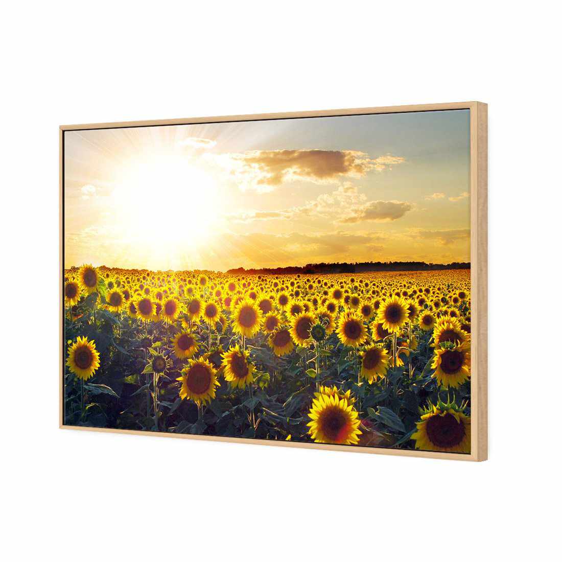 Sunflowers At Sunset Canvas Art-Canvas-Wall Art Designs-45x30cm-Canvas - Oak Frame-Wall Art Designs