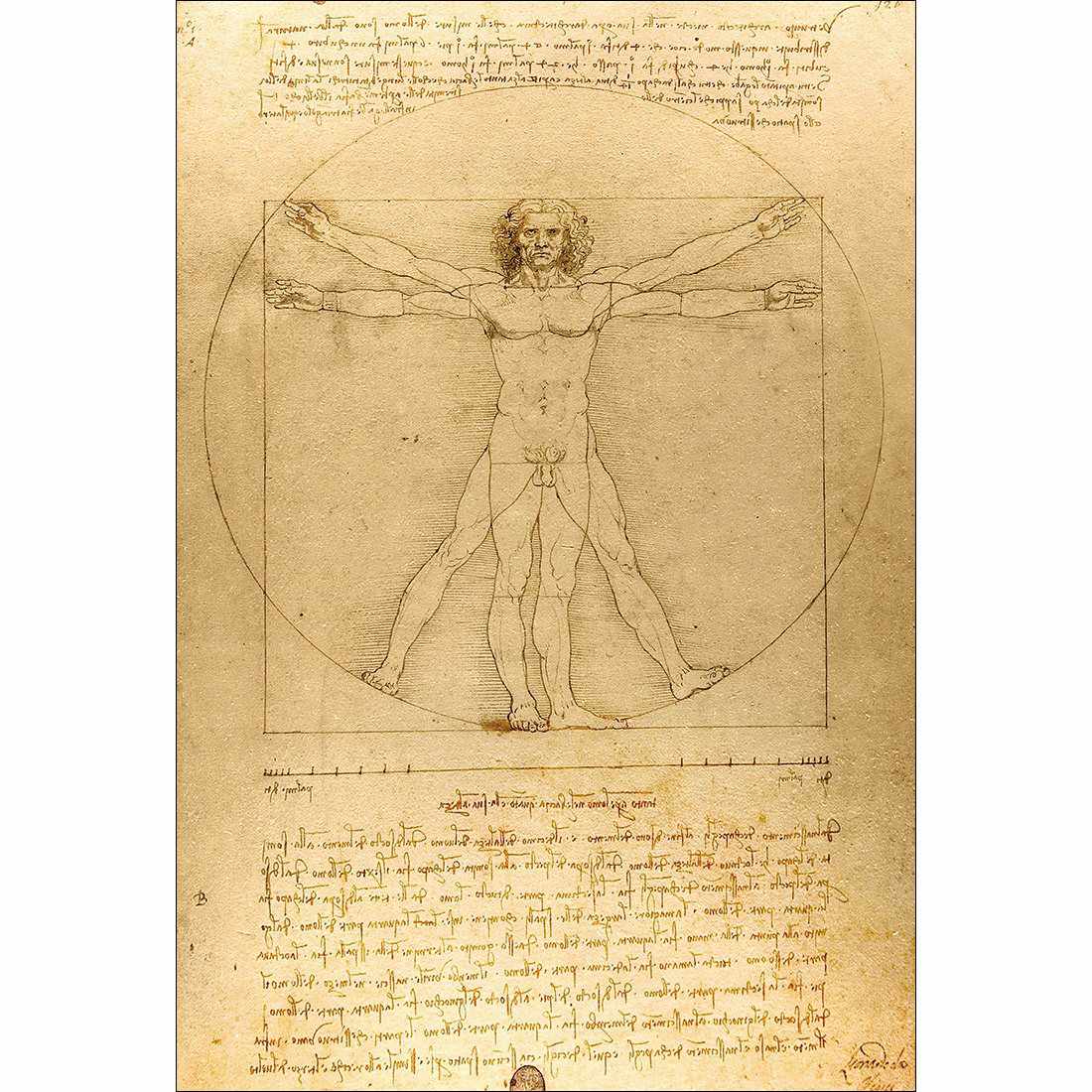 Vitruvian Man - Leonardo Da Vinci Canvas Art-Canvas-Wall Art Designs-45x30cm-Canvas - No Frame-Wall Art Designs