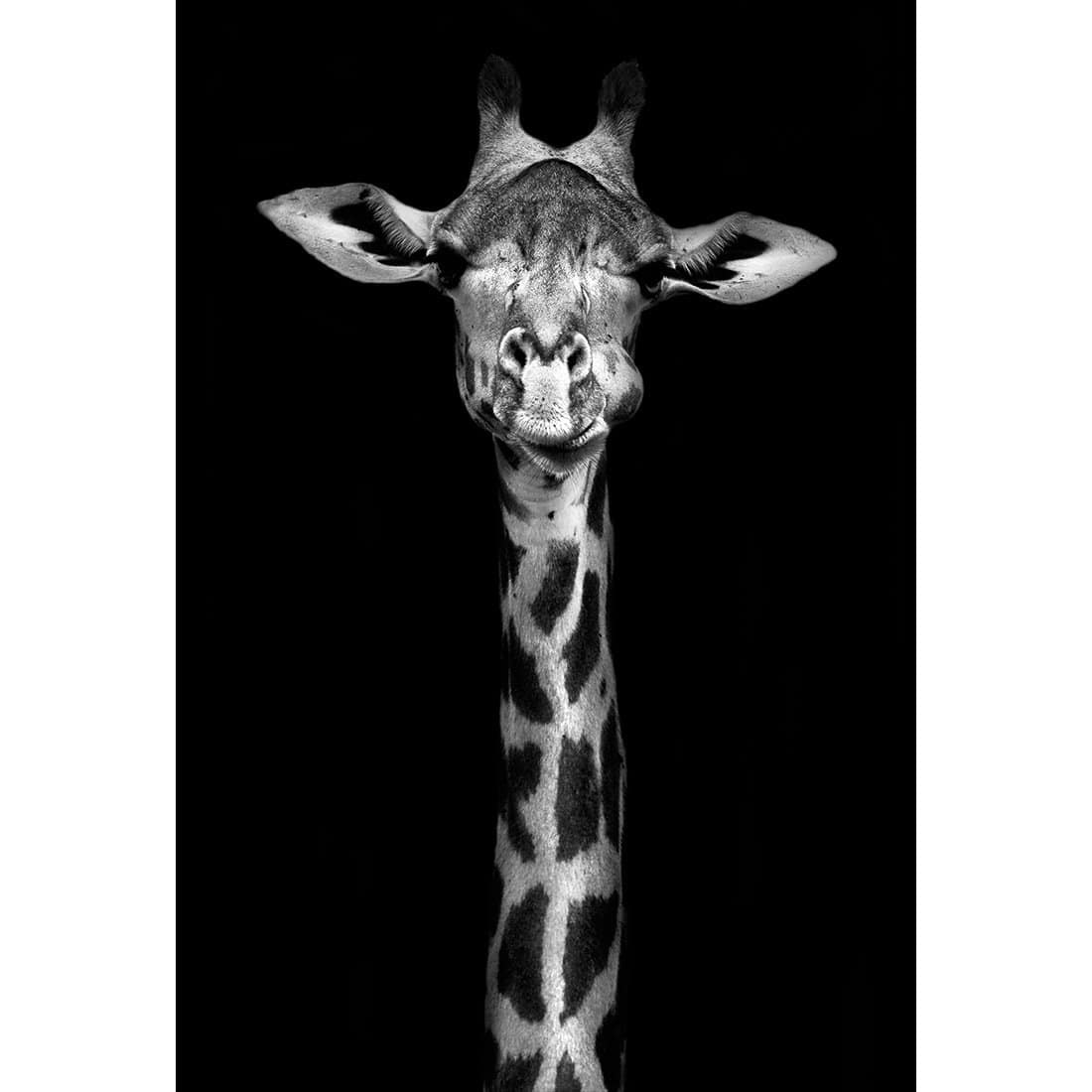 Thornycroft Giraffe-Acrylic-Wall Art Design-With Border-Acrylic - No Frame-45x30cm-Wall Art Designs