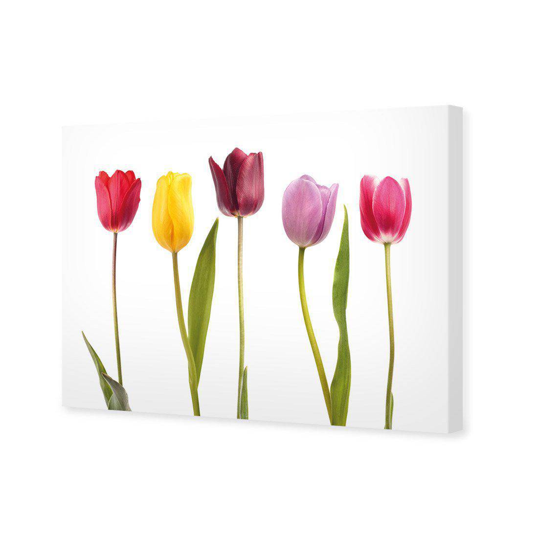 Tulip Delight Canvas Art-Canvas-Wall Art Designs-45x30cm-Canvas - No Frame-Wall Art Designs