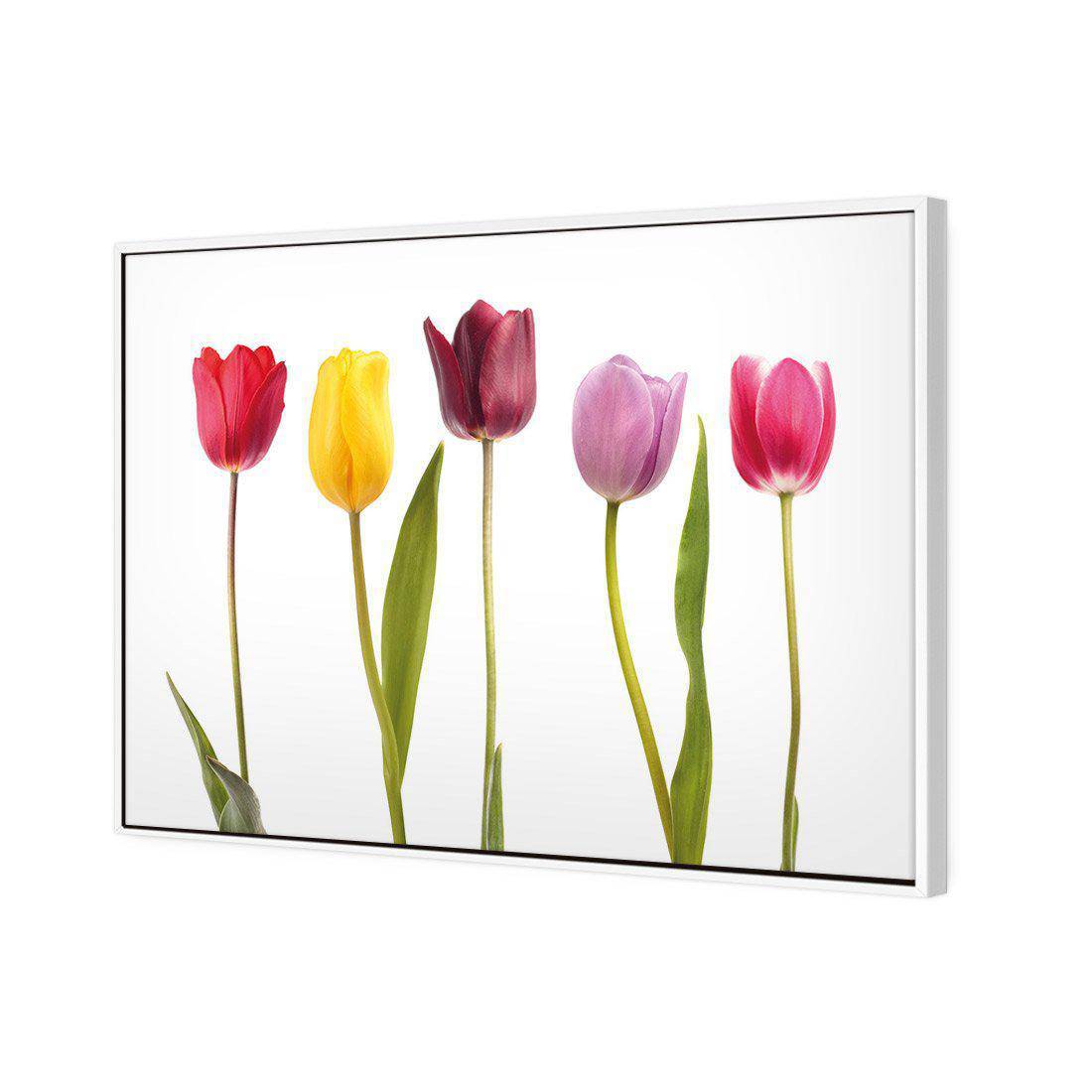 Tulip Delight Canvas Art-Canvas-Wall Art Designs-45x30cm-Canvas - White Frame-Wall Art Designs