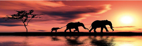 Nature Framed Beautiful Beasts for Peaceful Interiors