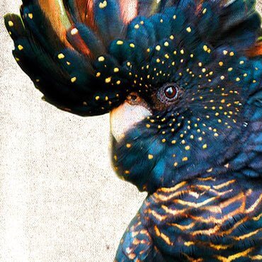 Bird Art - Wall Art Designs