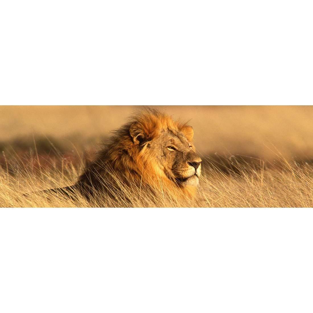 Lion in Grass (Long)