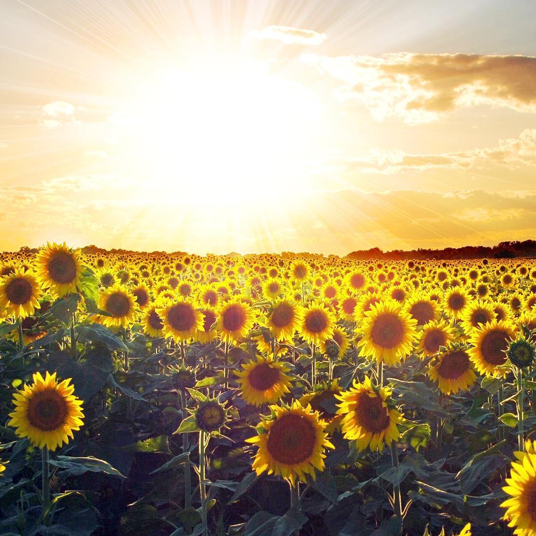 Sunflowers at Sunset (square)