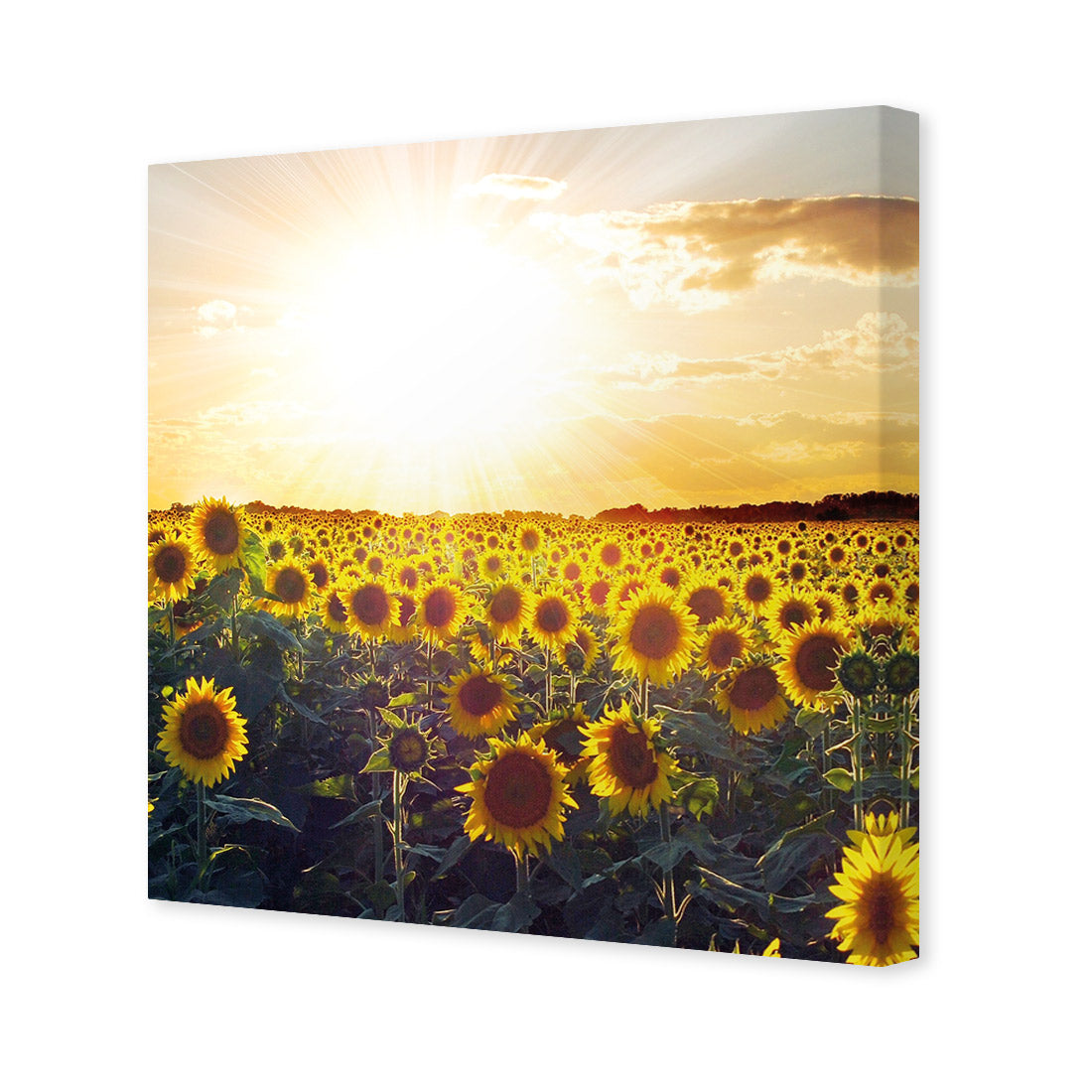 Sunflowers at Sunset (square)