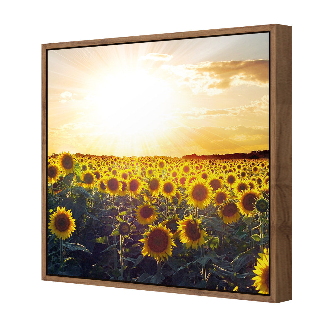 Sunflowers at Sunset (square)