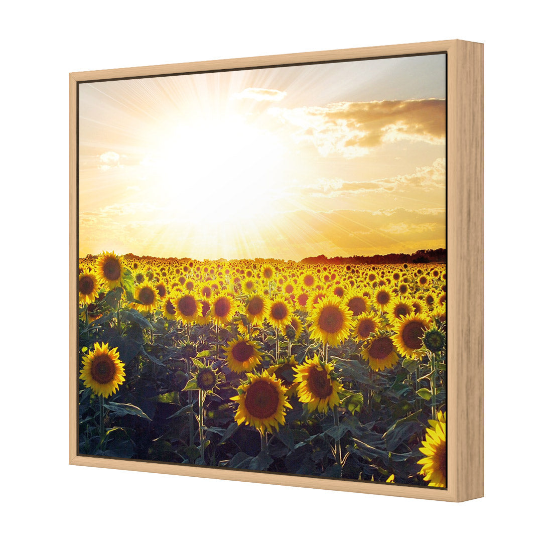 Sunflowers at Sunset (square)