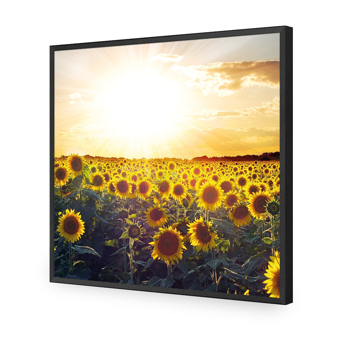 Sunflowers at Sunset (square)