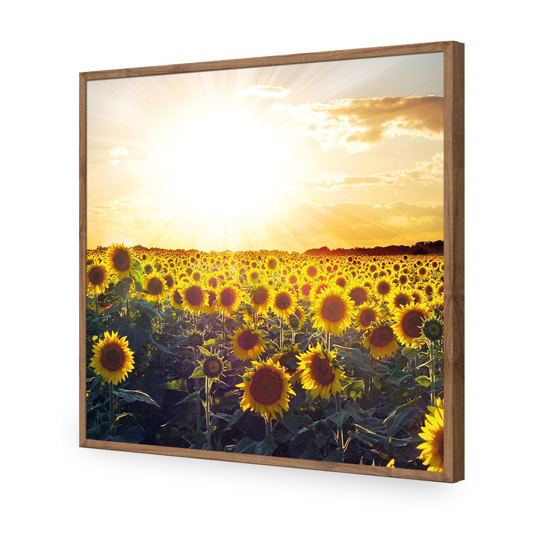 Sunflowers at Sunset (square)