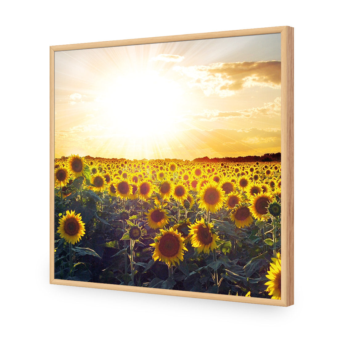 Sunflowers at Sunset (square)