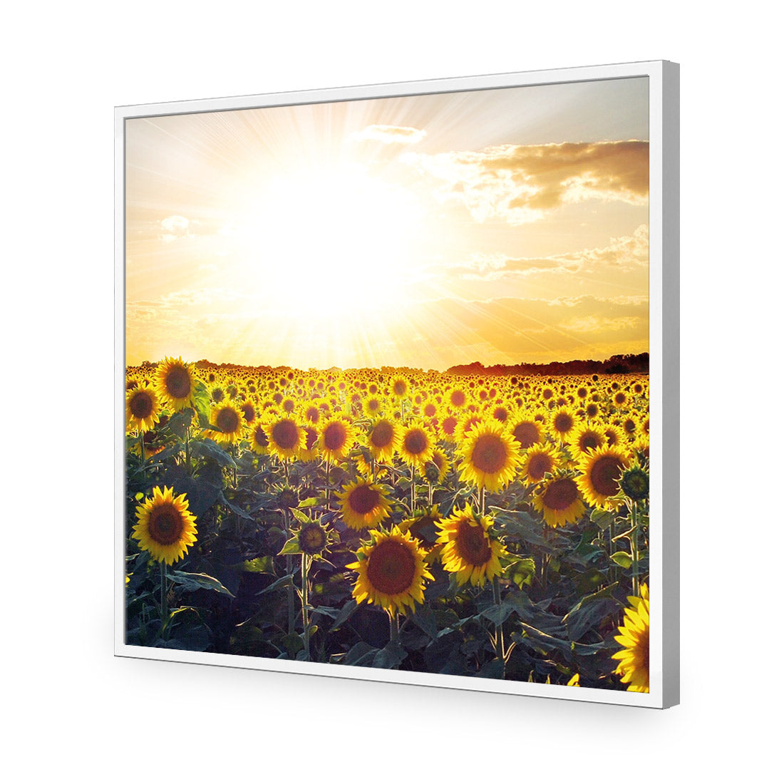 Sunflowers at Sunset (square)