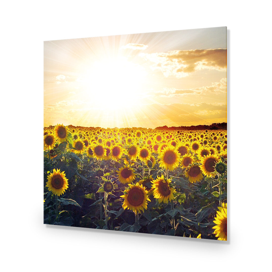 Sunflowers at Sunset (square)