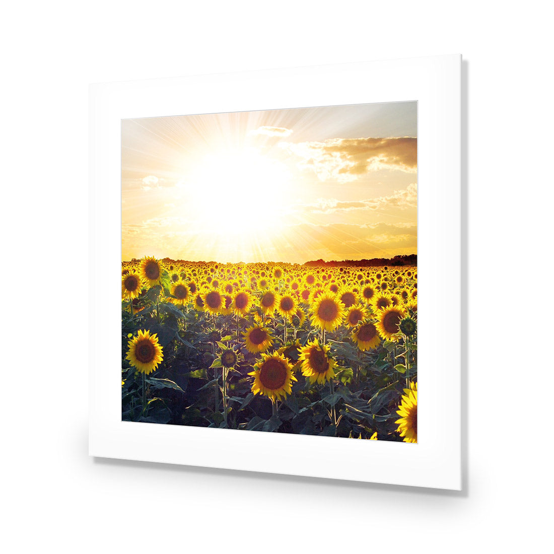 Sunflowers at Sunset (square)