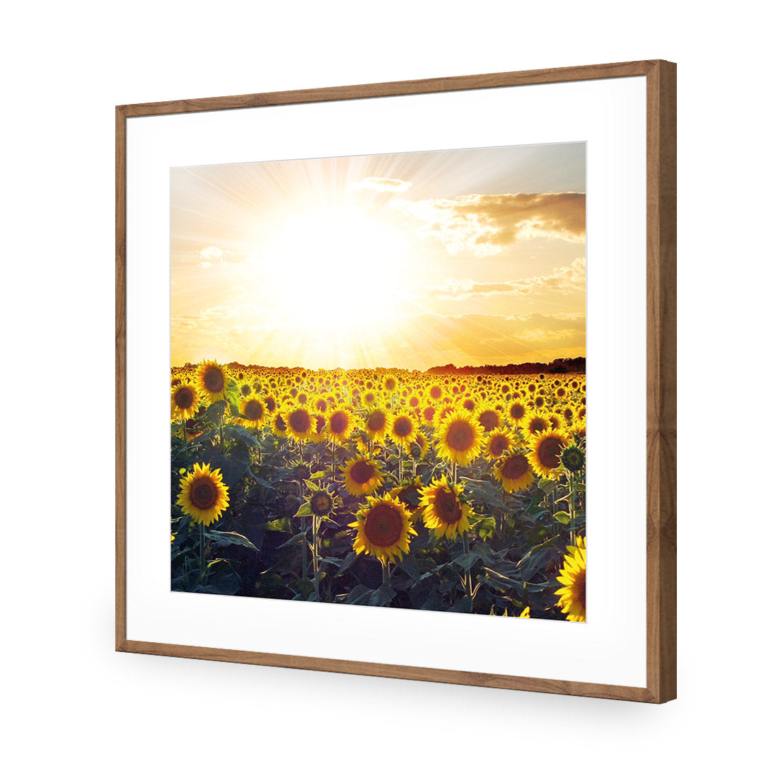 Sunflowers at Sunset (square)