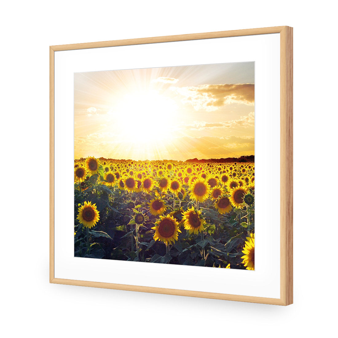 Sunflowers at Sunset (square)